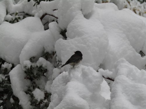 snowbird